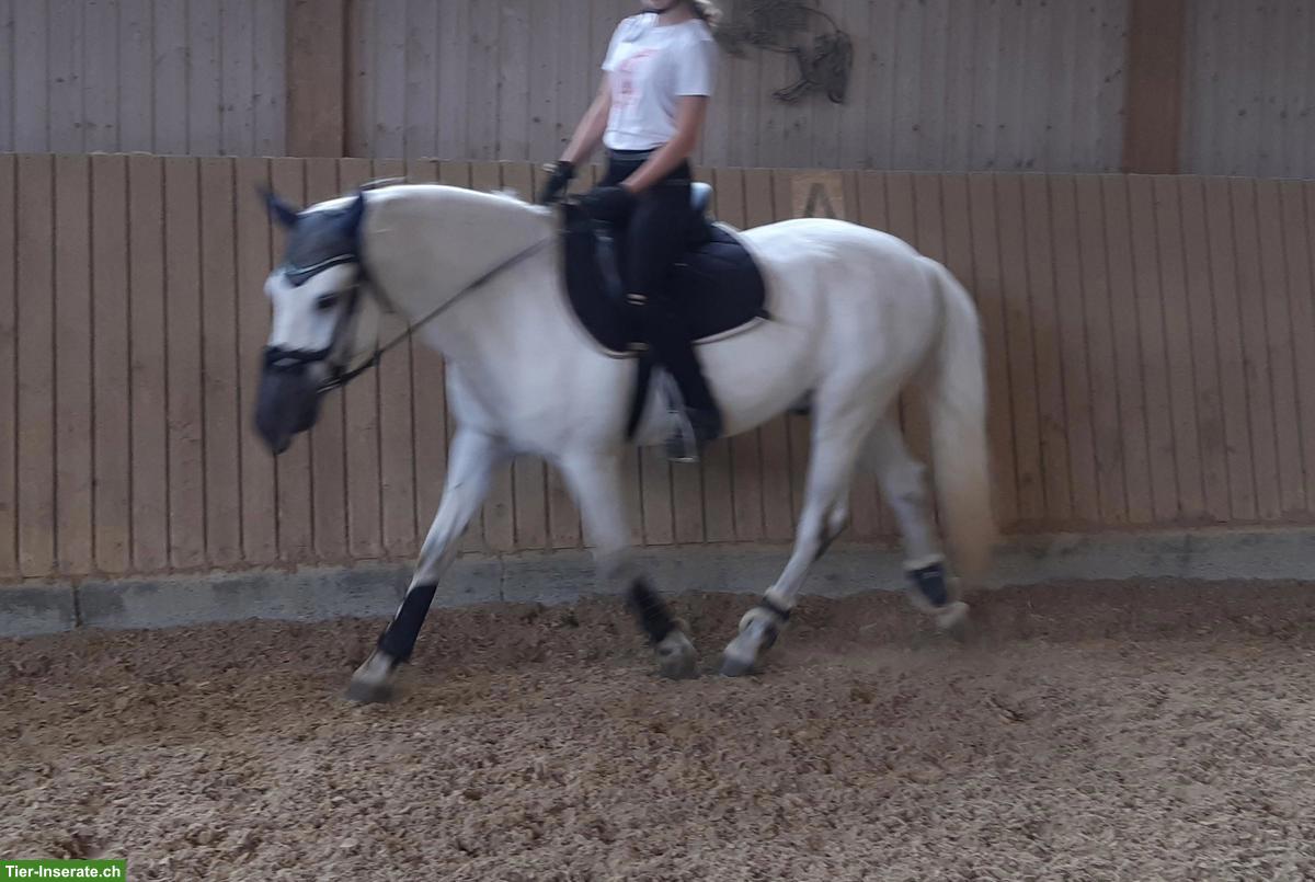 Bild 5: Connemara-Mix Endmasspony Wallach zu verkaufen