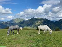 Viktoria & Skylark - kleine Pony Seelen mit grossem Herz