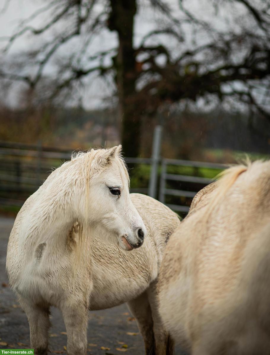 Bild 2: Viktoria & Skylark - kleine Pony Seelen mit grossem Herz