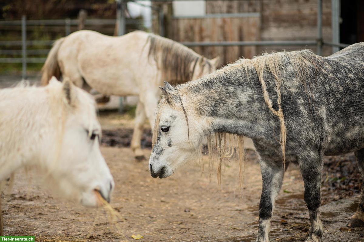 Bild 3: Viktoria & Skylark - kleine Pony Seelen mit grossem Herz