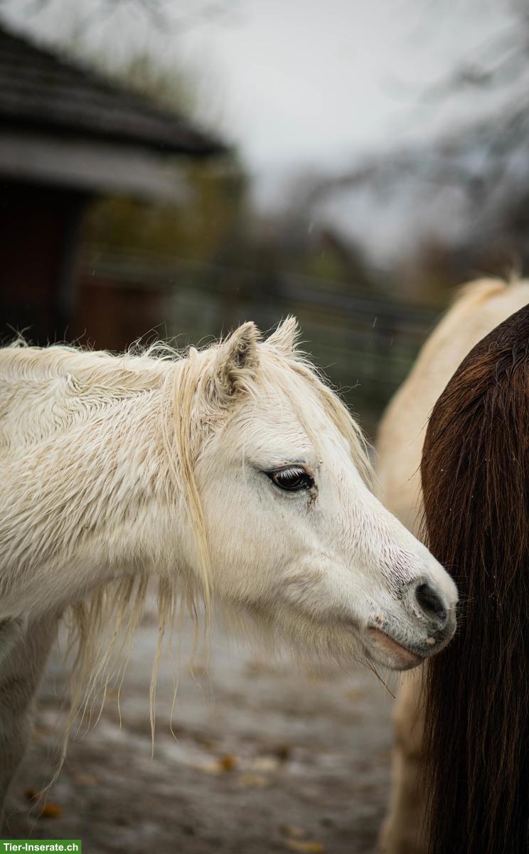 Bild 4: Viktoria & Skylark - kleine Pony Seelen mit grossem Herz