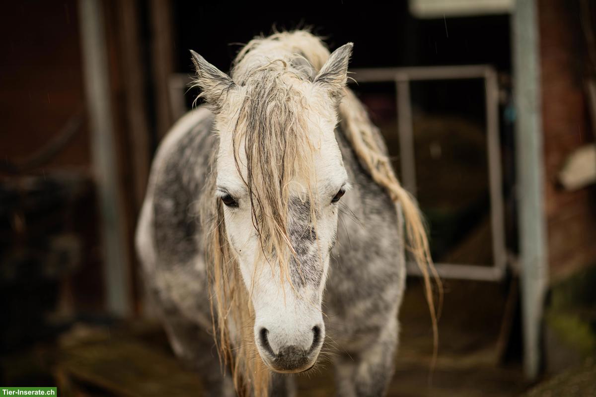 Bild 5: Viktoria & Skylark - kleine Pony Seelen mit grossem Herz