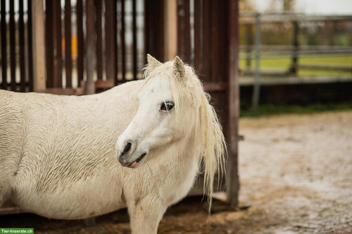 Bild 6: Viktoria & Skylark - kleine Pony Seelen mit grossem Herz