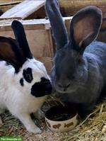 Deutscher Riese/ Schweizerschecke Kaninchen Böckli
