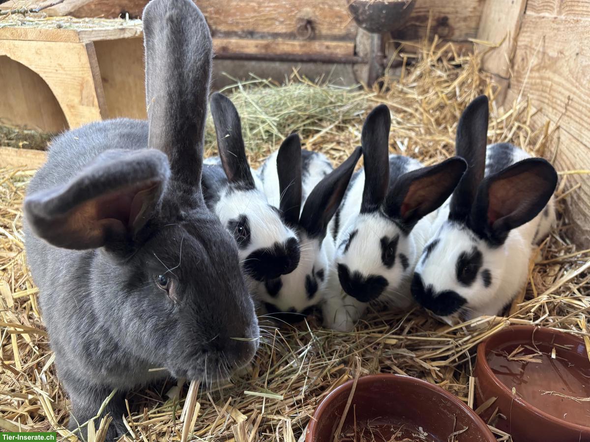 Bild 2: Deutsche Riese/ Schweizerschecke Kaninchen Böckli
