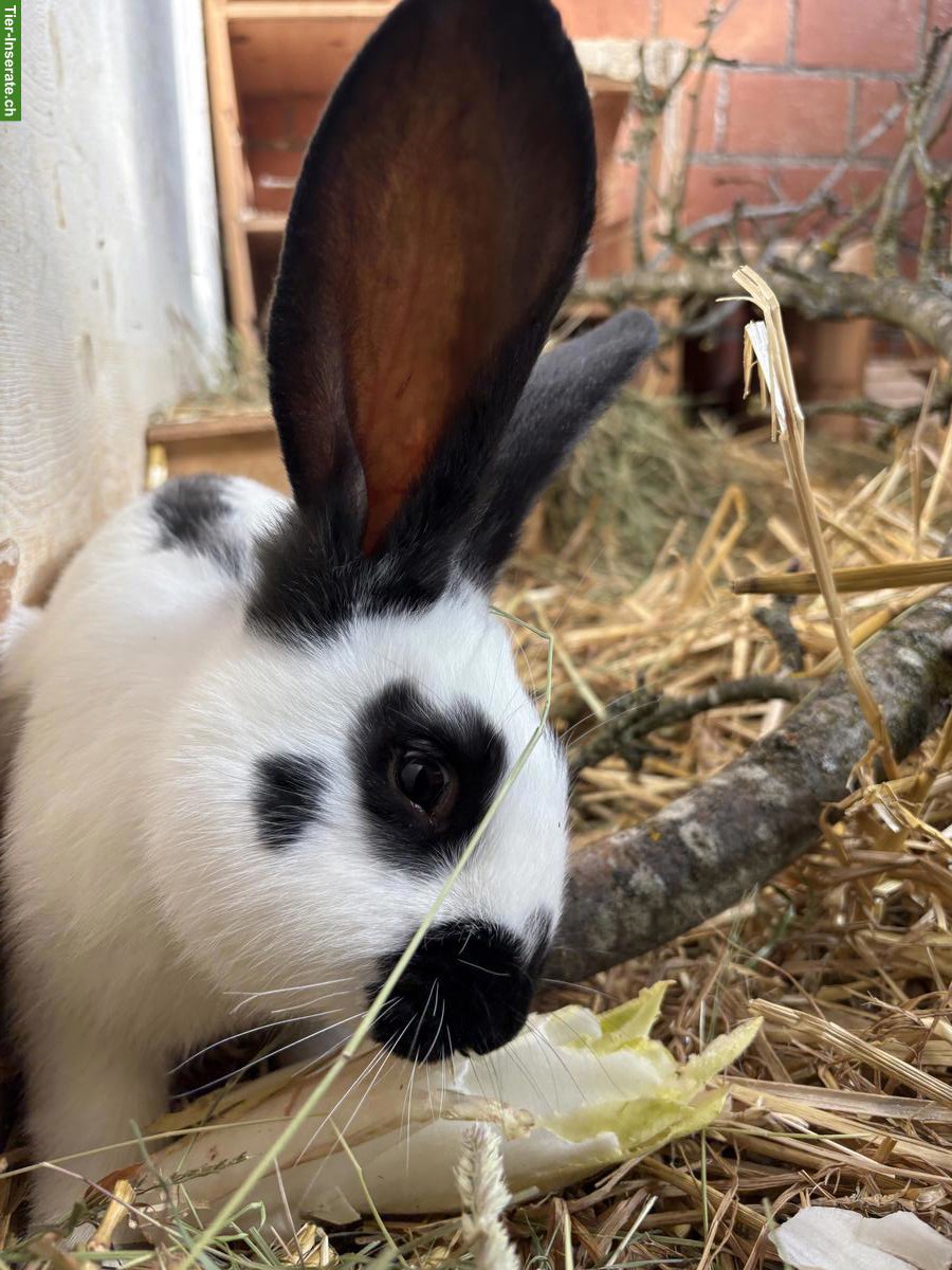 Bild 4: Deutsche Riese/ Schweizerschecke Kaninchen Böckli