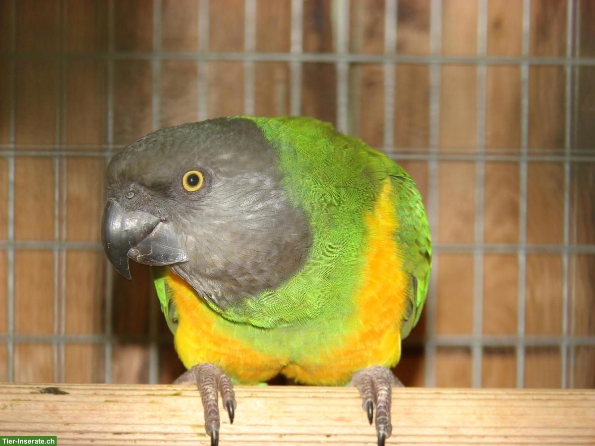 Mohrenkopfpapageien (Poicephalus senegalus) zu verkaufen