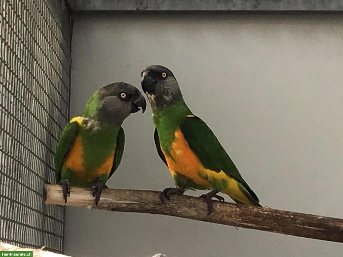 Bild 2: Mohrenkopfpapageien (Poicephalus senegalus) zu verkaufen