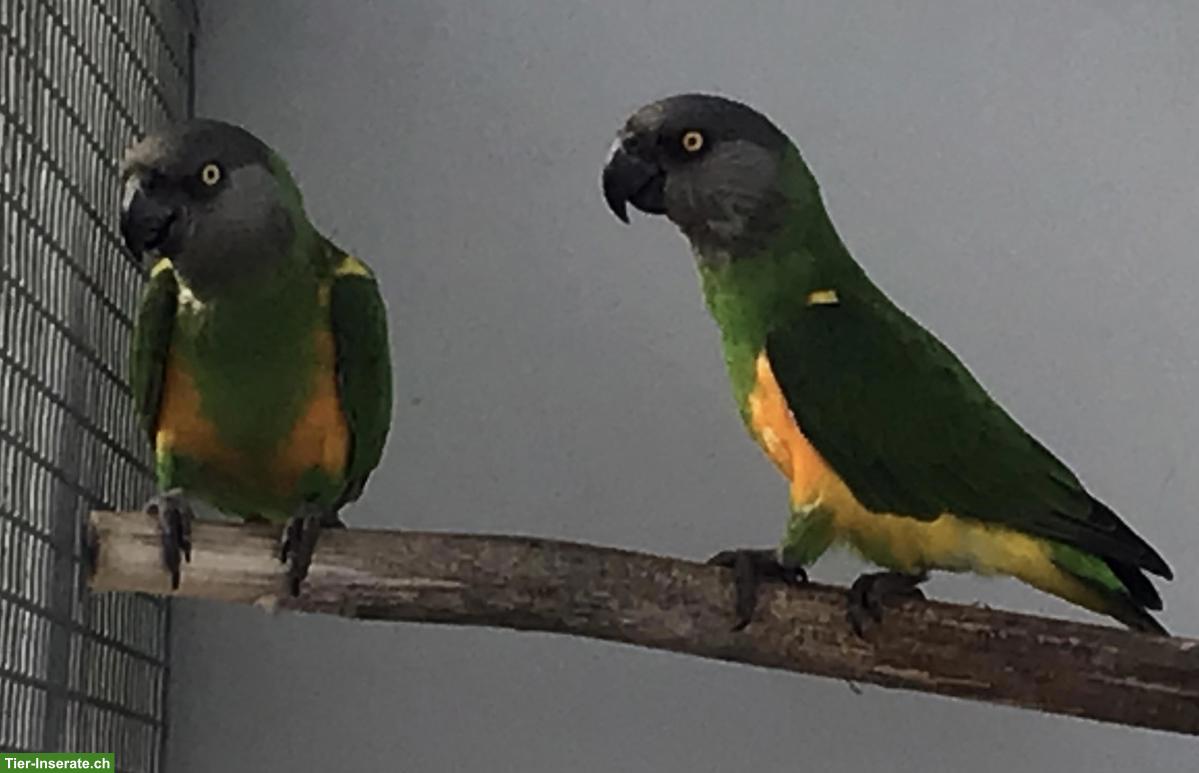 Bild 3: Mohrenkopfpapageien (Poicephalus senegalus) zu verkaufen
