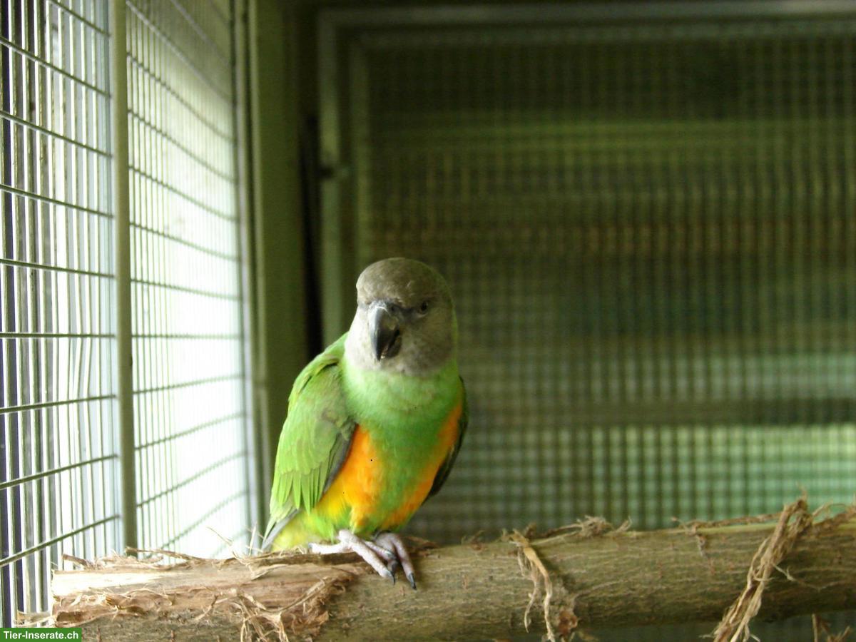 Bild 4: Mohrenkopfpapageien (Poicephalus senegalus) zu verkaufen
