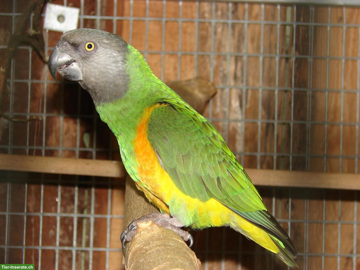 Bild 5: Mohrenkopfpapageien (Poicephalus senegalus) zu verkaufen