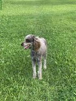 Grosspudel Hündin, geprüfte Zuchthündin