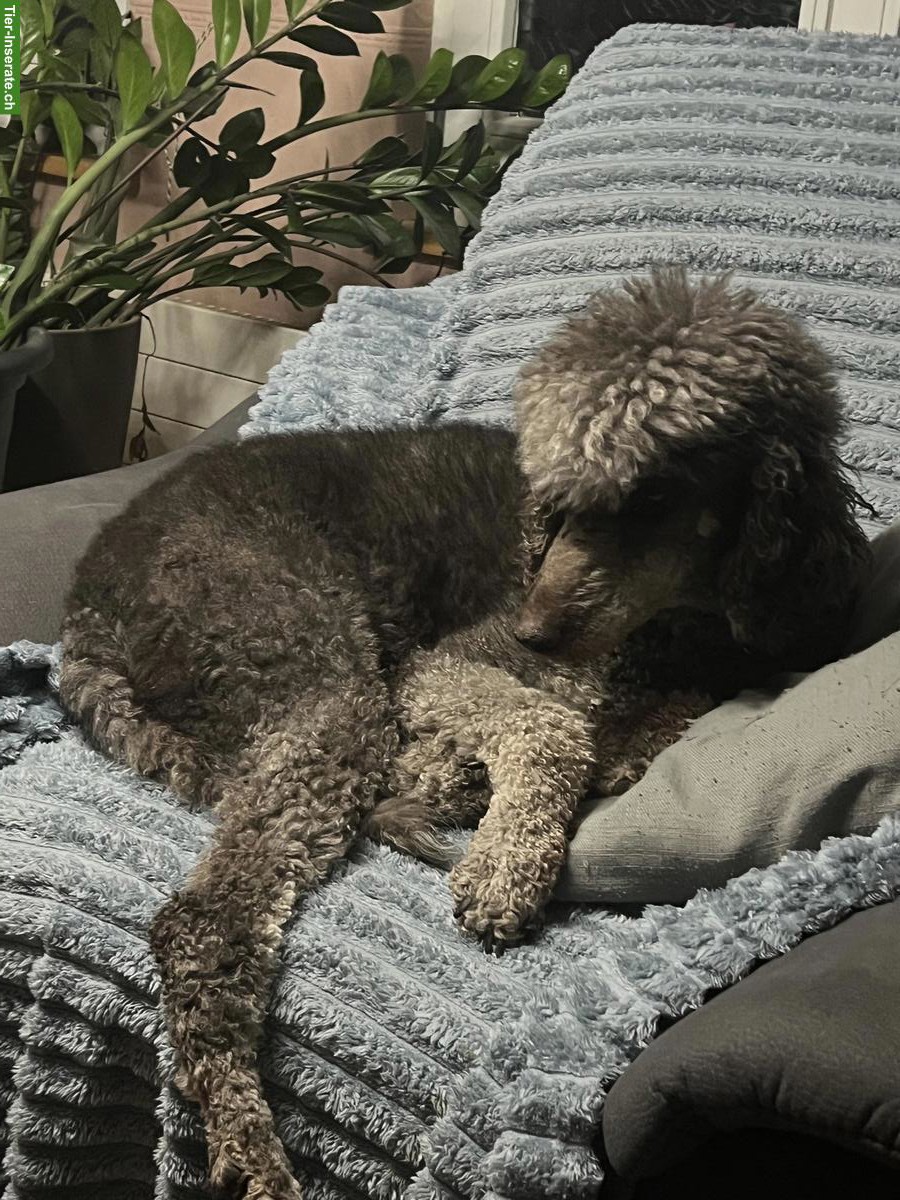 Bild 2: Grosspudel Hündin, geprüfte Zuchthündin