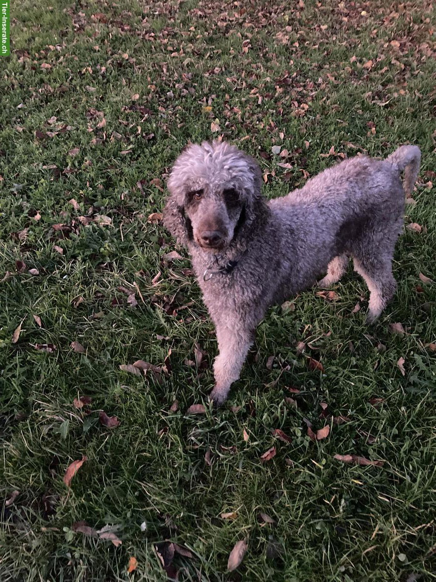 Bild 4: Grosspudel Hündin, geprüfte Zuchthündin