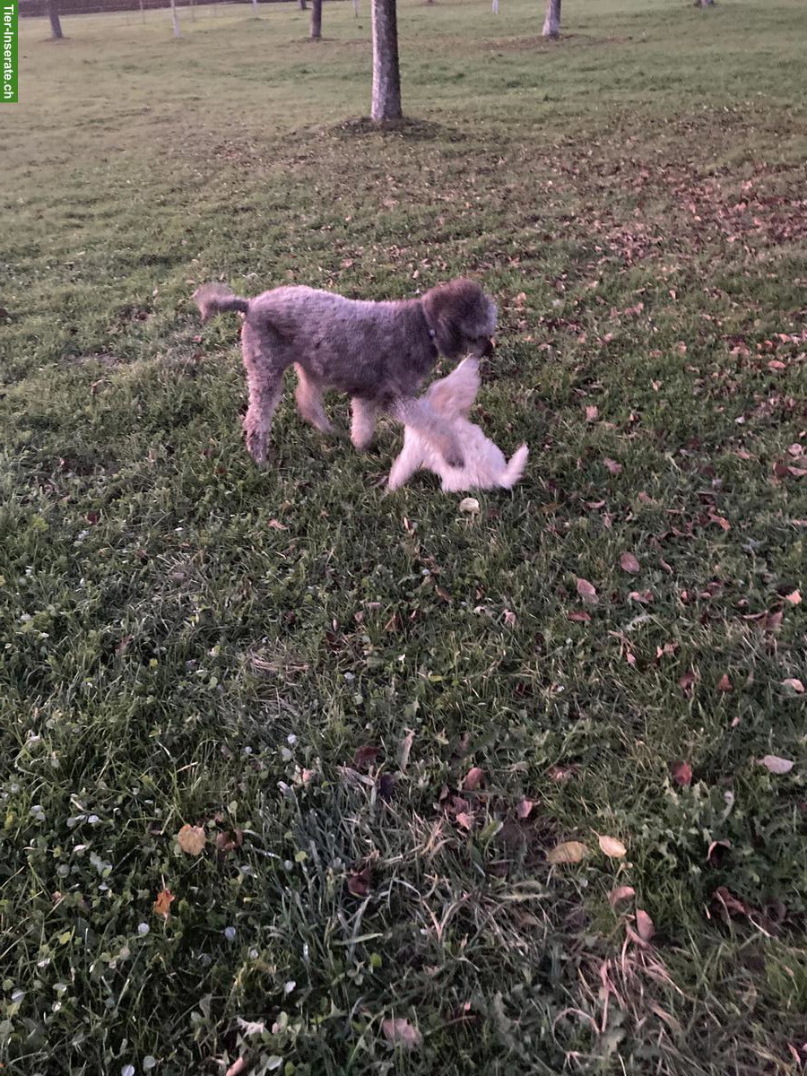 Bild 5: Grosspudel Hündin, geprüfte Zuchthündin