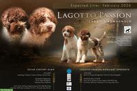 Lagotto Romagnolo Welpen | Wurfankündigung