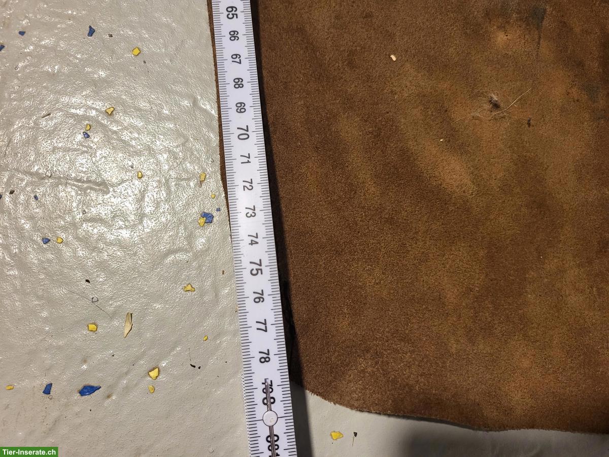 Bild 2: Echtleder Chaps für Kinder von 6-8 Jahren