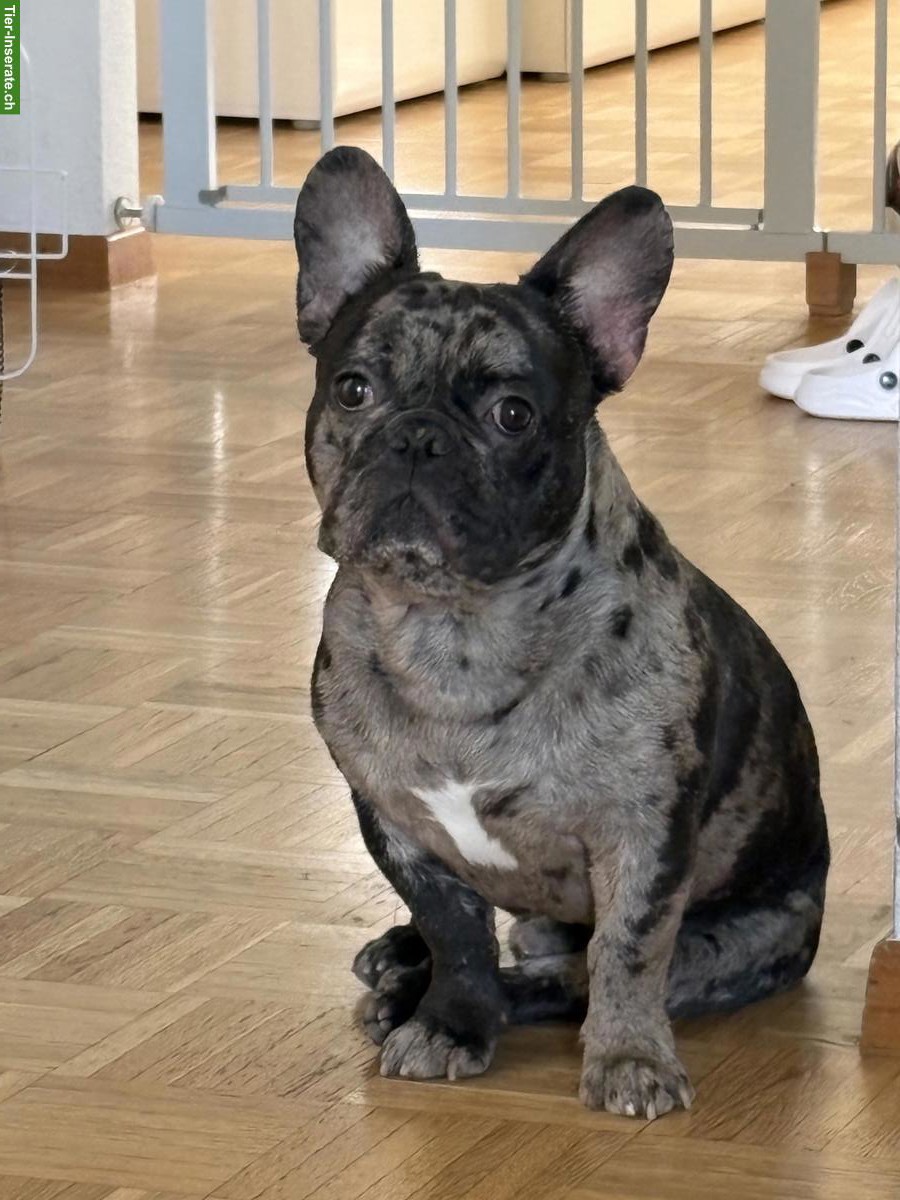 Französische Bulldogge, männlich, 10 Monate alt