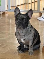 Französische Bulldogge, männlich, 10 Monate alt