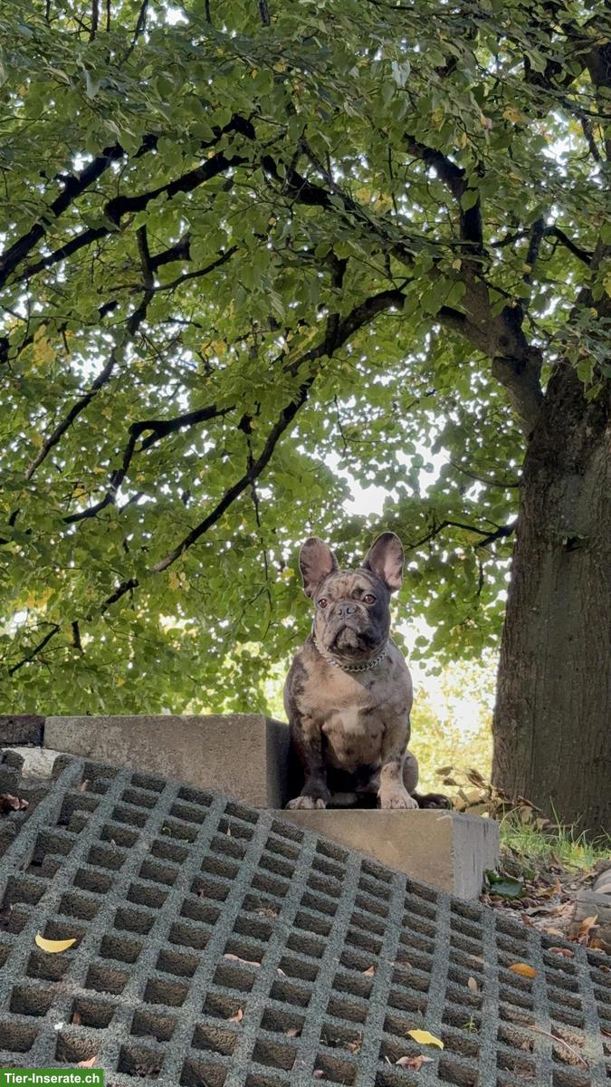 Bild 2: Französische Bulldogge, männlich, 10 Monate alt