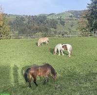 Pferdebox (Gruppenhaltung) zu vermieten in Egg bei Einsiedeln