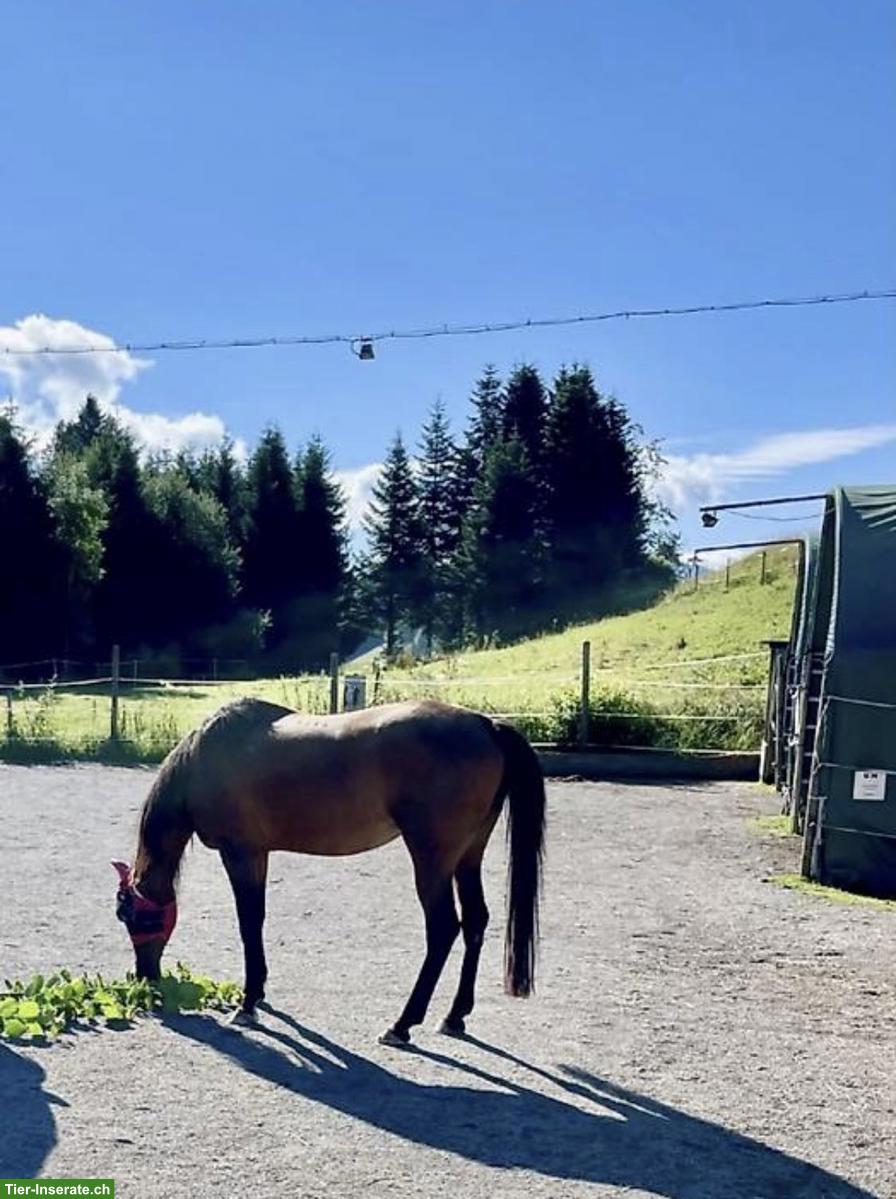 Bild 2: Pferdebox (Gruppenhaltung) zu vermieten in Egg bei Einsiedeln