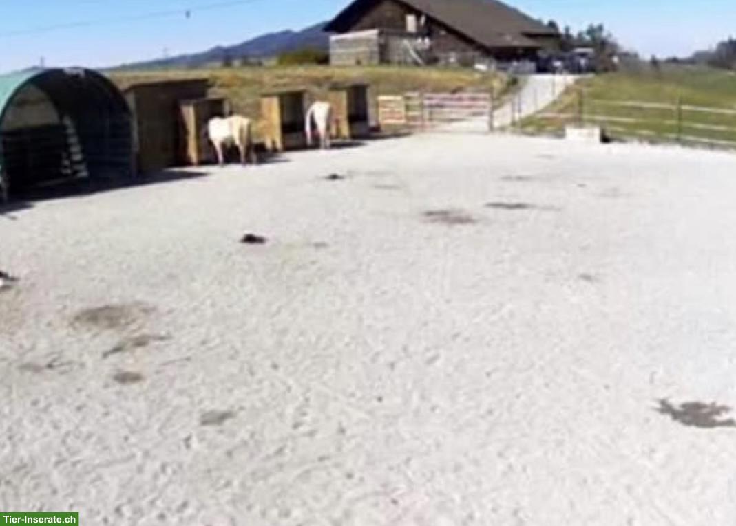 Bild 3: Pferdebox (Gruppenhaltung) zu vermieten in Egg bei Einsiedeln