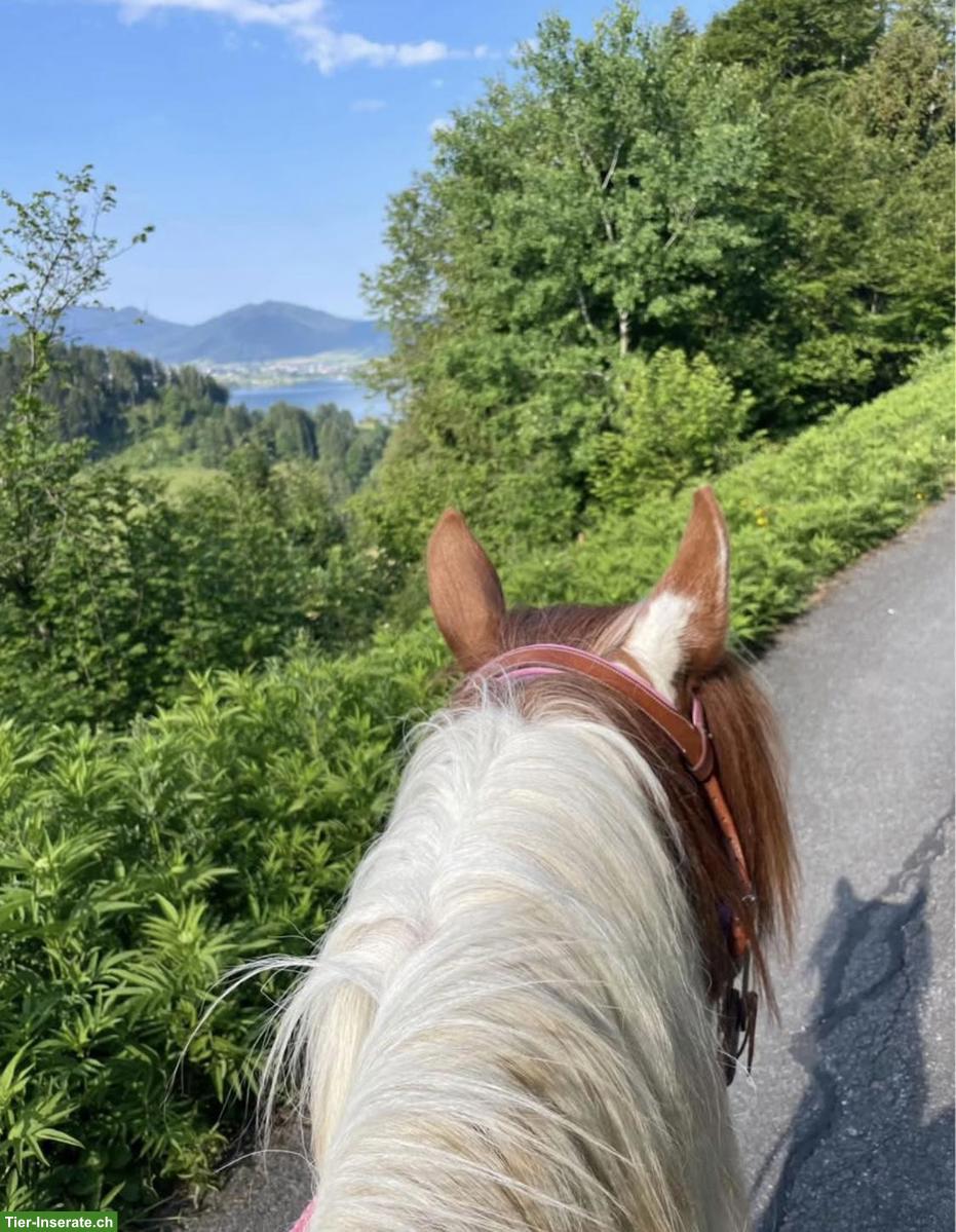 Bild 5: Pferdebox (Gruppenhaltung) zu vermieten in Egg bei Einsiedeln