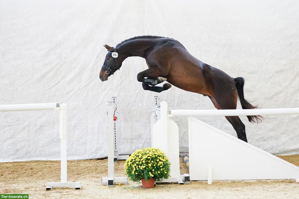 Schweizer Warmblut, 5-jährig, bildschöner Wallach sucht Bestplatz
