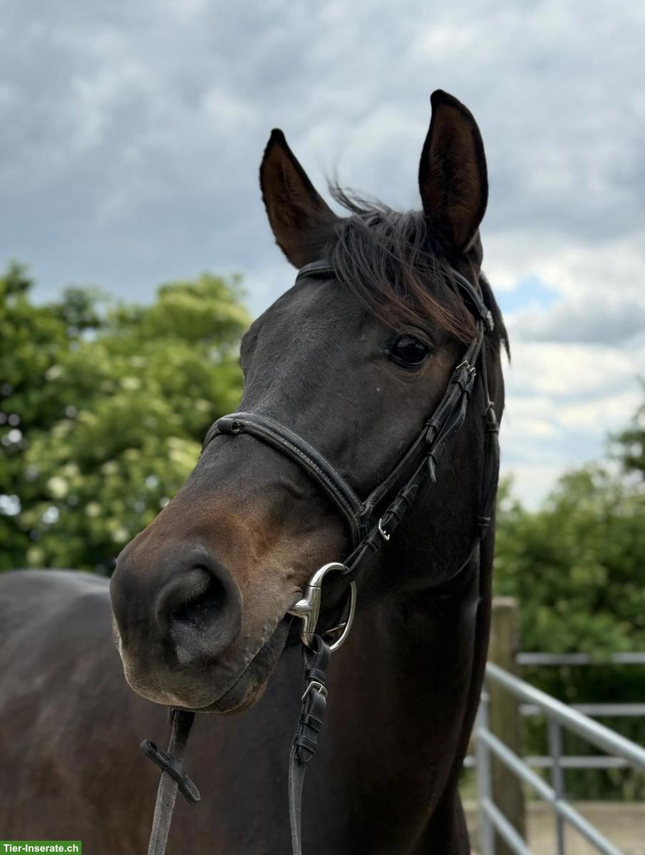 Bild 2: Schweizer Warmblut, 5-jährig, bildschöner Wallach sucht Bestplatz