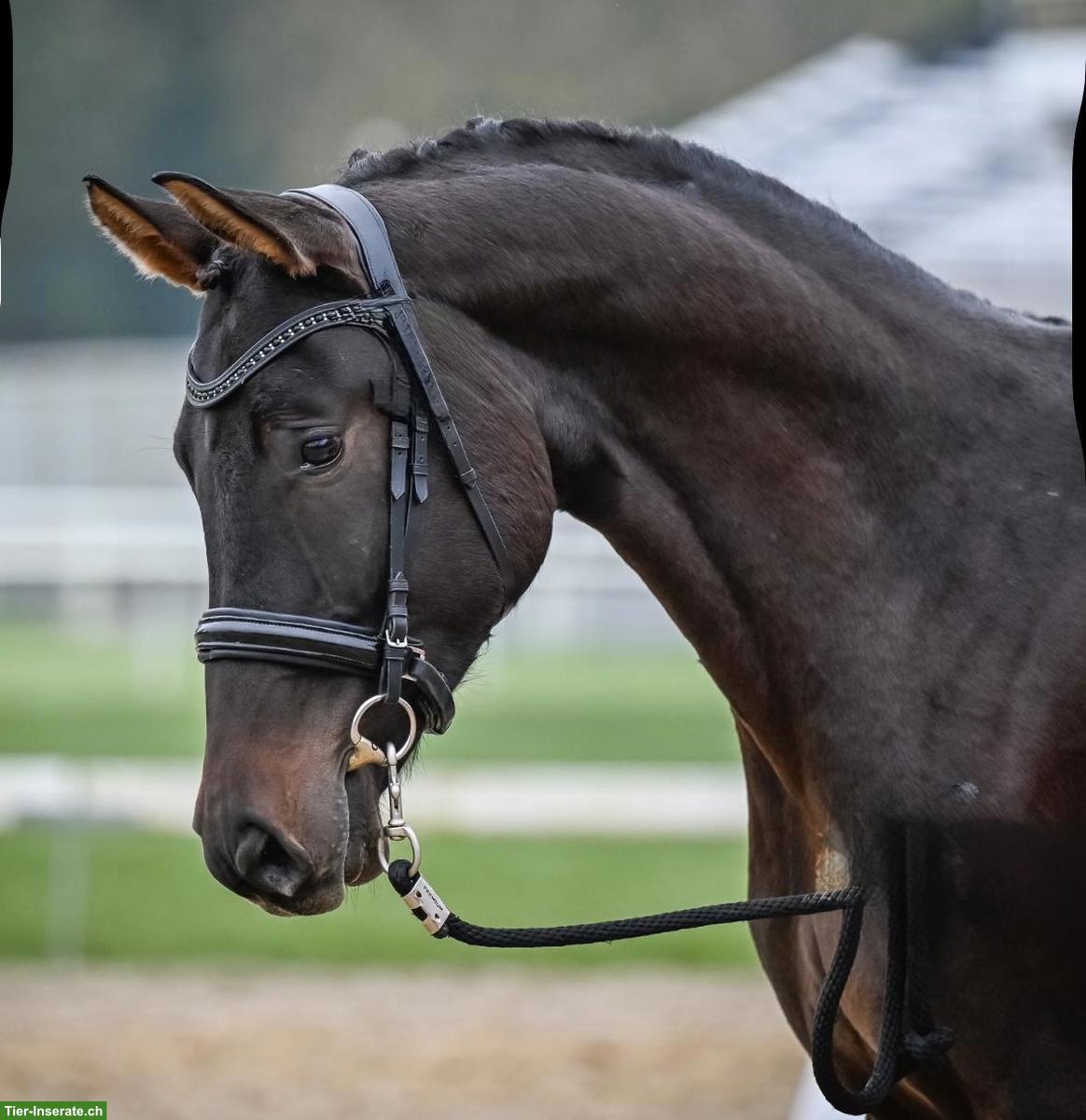 Bild 3: Schweizer Warmblut, 5-jährig, bildschöner Wallach sucht Bestplatz