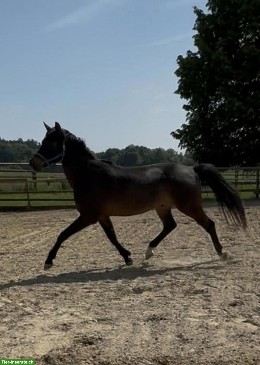 Bild 4: Schweizer Warmblut, 5-jährig, bildschöner Wallach sucht Bestplatz