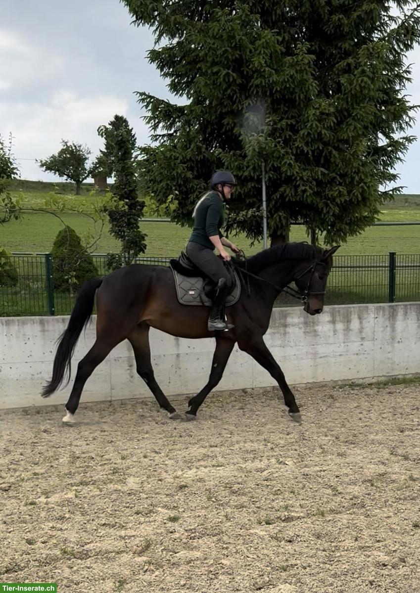 Bild 5: Schweizer Warmblut, 5-jährig, bildschöner Wallach sucht Bestplatz