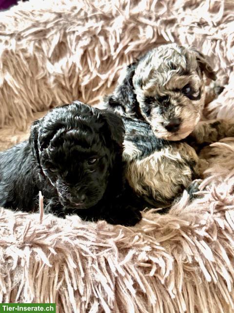 Liebevoll aufgezogene Pudel Welpen aus seriöser Familienzucht