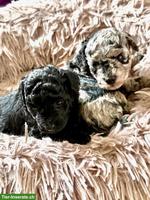 Liebevoll aufgezogene Pudel Welpen aus seriöser Familienzucht