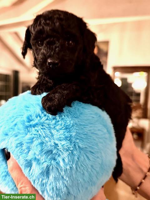 Bild 2: Liebevoll aufgezogene Pudel Welpen aus seriöser Familienzucht