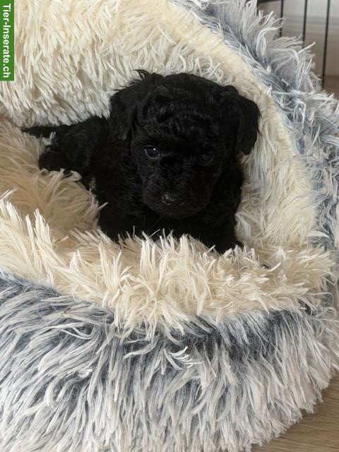 Bild 3: Liebevoll aufgezogene Pudel Welpen aus seriöser Familienzucht