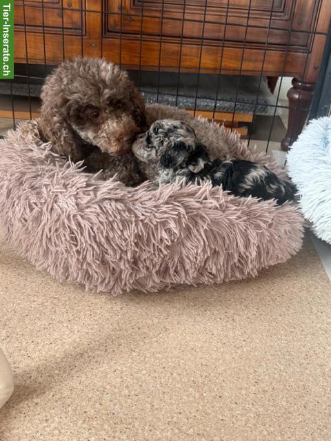 Bild 4: Liebevoll aufgezogene Pudel Welpen aus seriöser Familienzucht