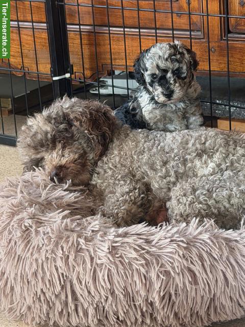 Bild 6: Liebevoll aufgezogene Pudel Welpen aus seriöser Familienzucht