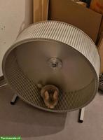 2 Chinchillas einzeln abzugeben (zerstritten, mit Bisswunde)