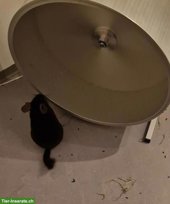 Bild 2: 2 Chinchillas einzeln abzugeben (zerstritten, mit Bisswunde)