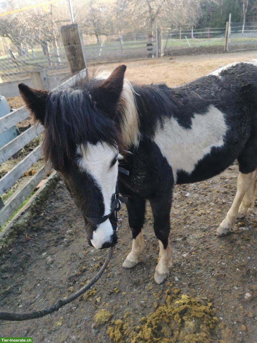 Bild 2: Pony Hengst, 3-jährig sucht einen liebevollen Platz