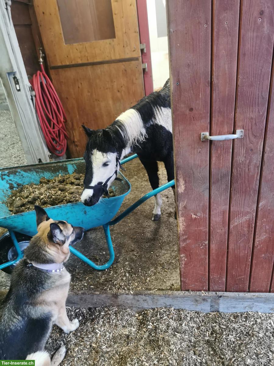 Bild 5: Pony Hengst, 3-jährig sucht einen liebevollen Platz