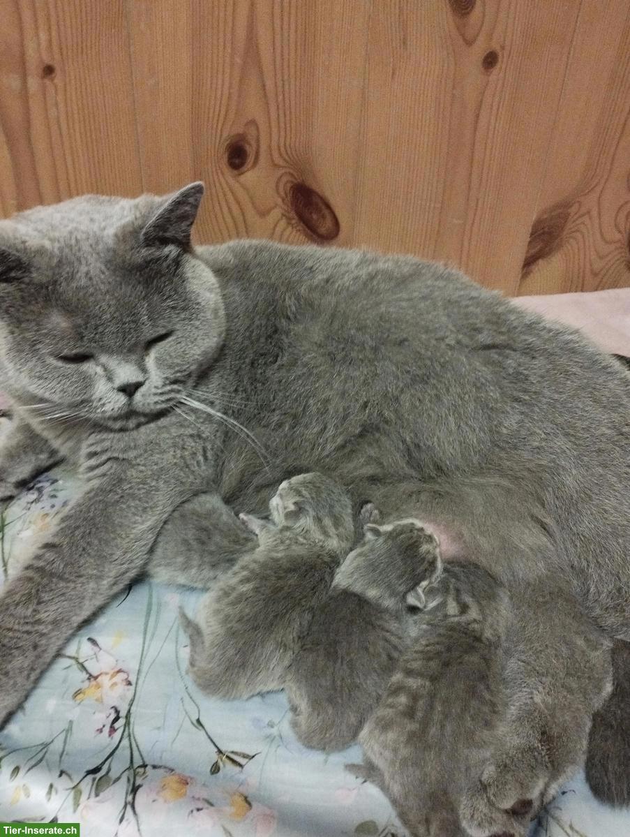 Schöne BKH Mix Kätzchen, fast Selkirk Rex