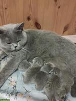 Schöne BKH Mix Kätzchen, fast Selkirk Rex