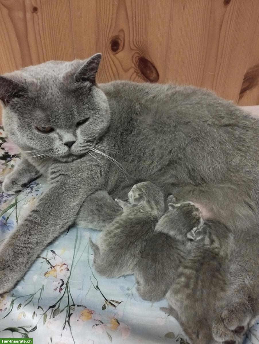 Bild 3: Schöne BKH Mix Kätzchen, fast Selkirk Rex