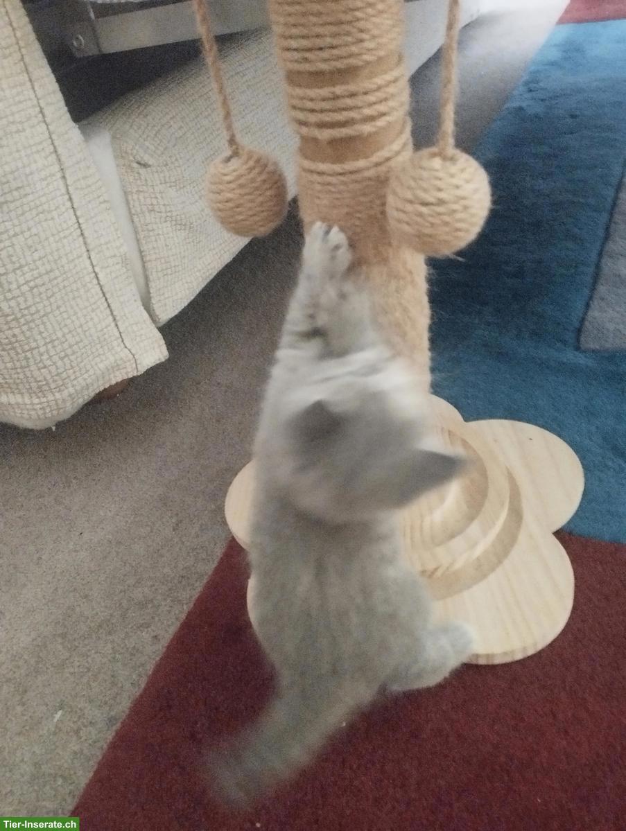 Bild 4: Schöne BKH Mix Kätzchen, fast Selkirk Rex