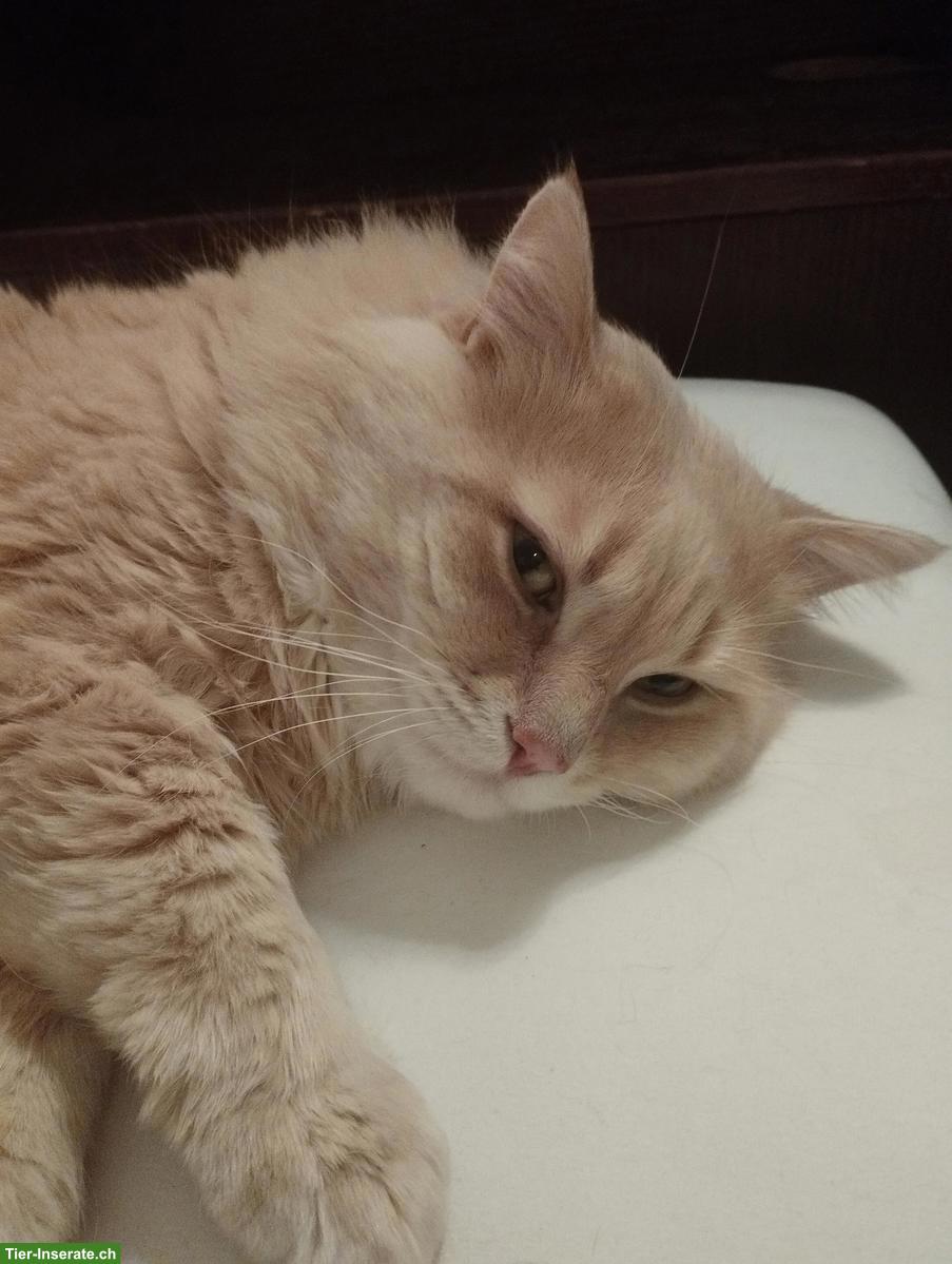 Bild 5: Schöne BKH Mix Kätzchen, fast Selkirk Rex