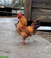 Junger Serama Zuchthahn