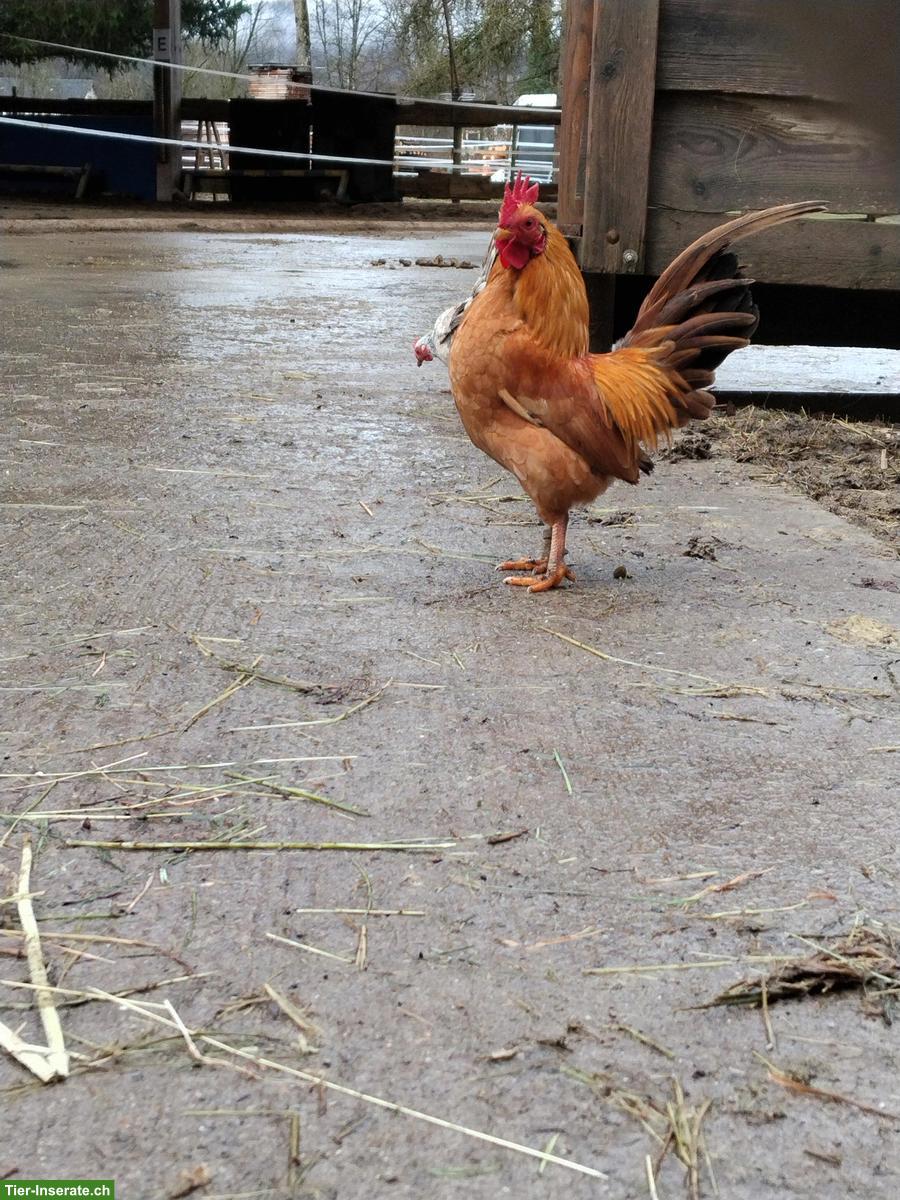 Bild 2: Junger Serama Zuchthahn